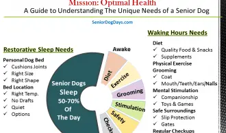 Chart Showing What do Senior Dogs Need