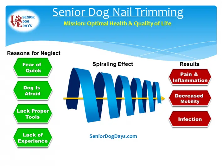 Senior dog nail trimming is part of keeping your dog in optimal health. This is a chart showing the effects of avoiding a senior dog nail trimming. 