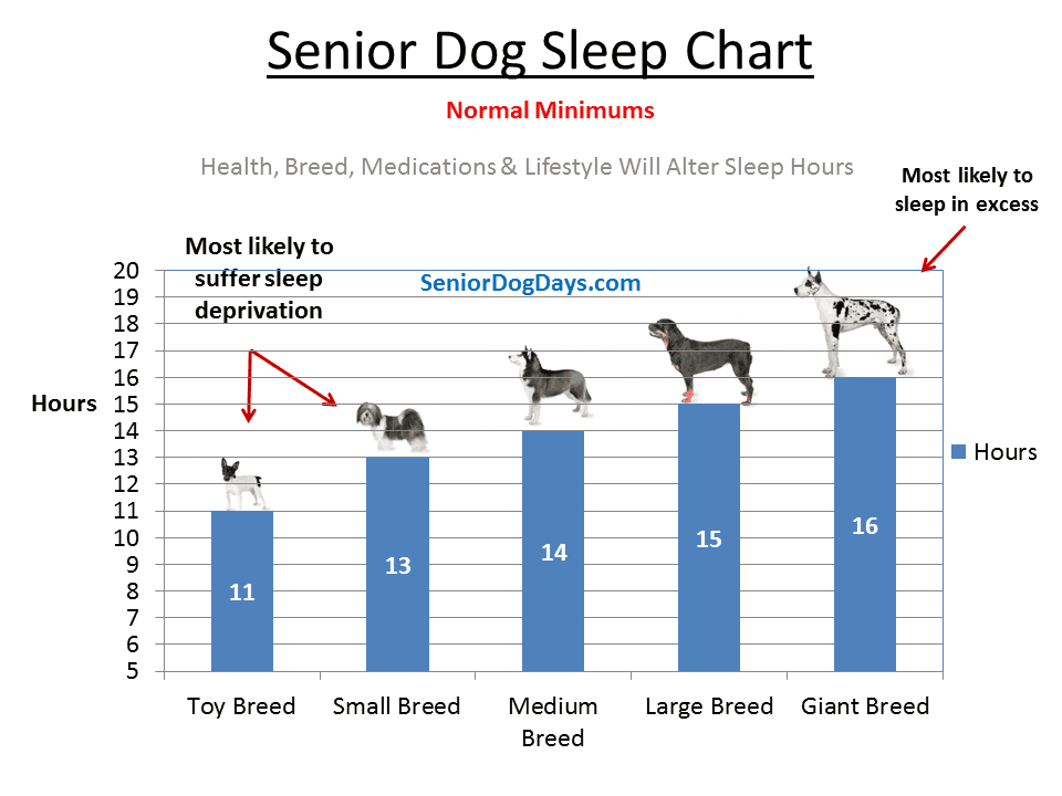 Senior Dog Sleep. Too Much or Not Enough? Senior Dog Sleep Chart