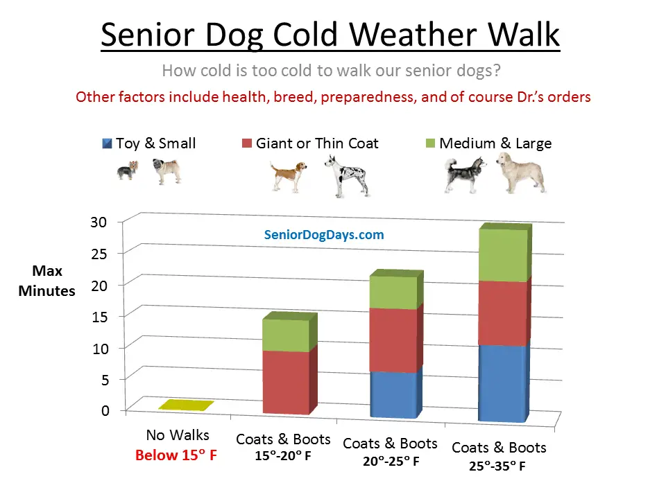 When is it too cold to walk an old dog check the senior dog cold chart