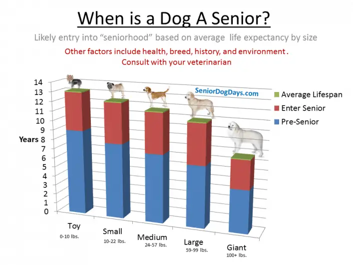 Chart showing at what age is a dog considered a senior