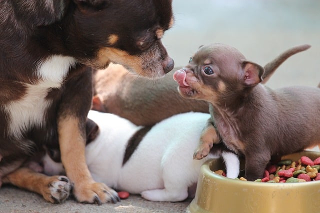 older dog eating puppy food