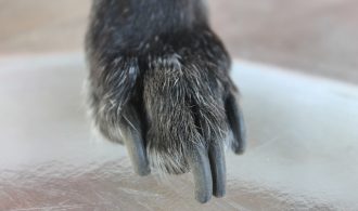 fear of trimming senior dog nails. how long should a dog's nails be and how to cut a black nail on a dog.