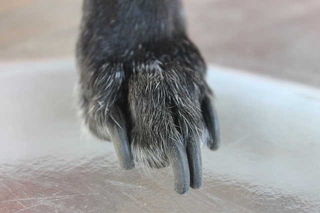 Senior Dog Nail Trimming Tips For Overcoming The Top 4 Fears