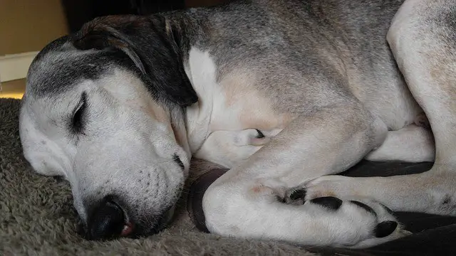 senior dog trouble sleeping