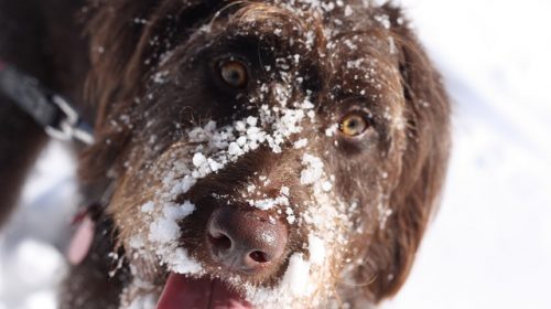 senior dog having fun in the snow