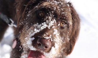 walk an old dog in cold weather