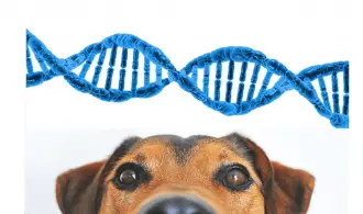 image showing dog and dna test