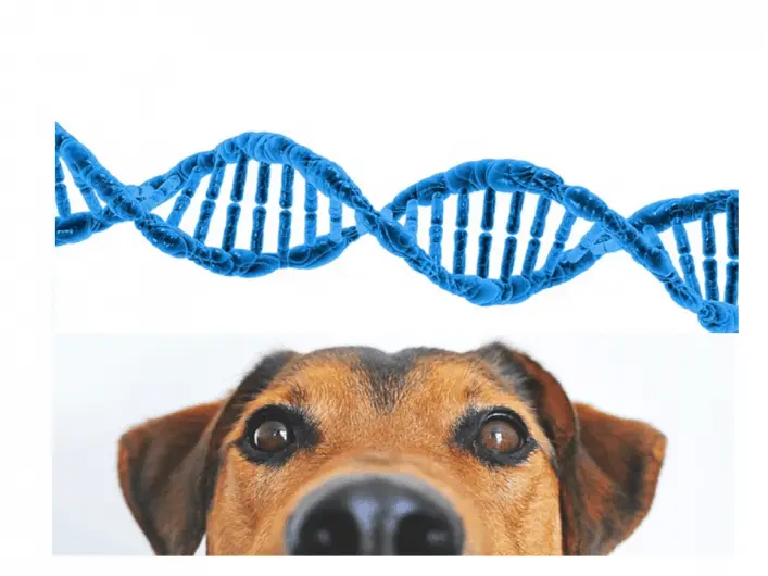 Best Dog DNA Test & Is it Worth It? View My Dog's DNA Report