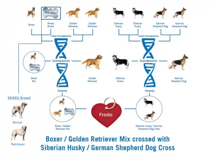 my dog's dna test results.  Is dog DNA test worth it?  I think yes.