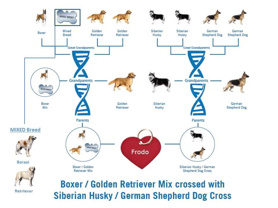 Best Dog DNA Test & Is it Worth It? View My Dog's DNA Report