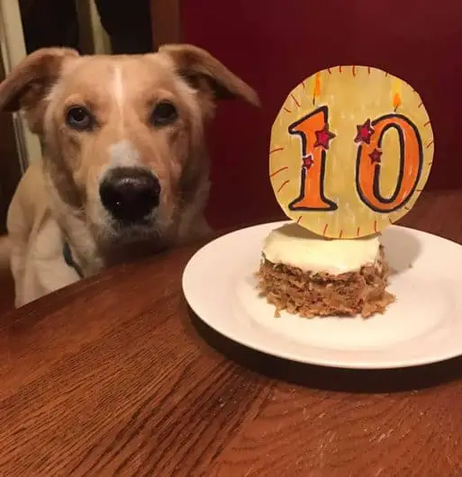 senior dog at 10 years old
