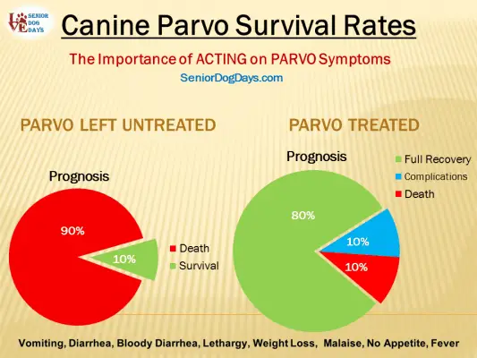 parvo in old dog charted prognosis