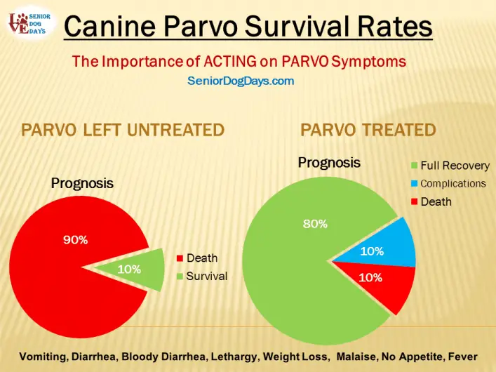 parvo in old dog charted prognosis