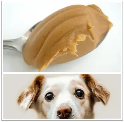 peanut butter without xylitol and safe peanut butter brands for dogs