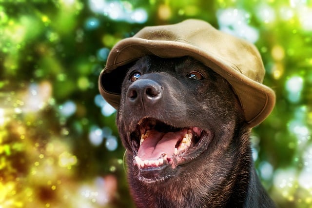 what-is-considered-old-for-a-dog-lifespan-chart