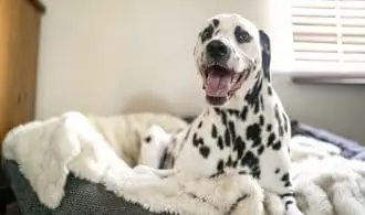 dalmation dog happy in dog bed. is it ok to move a dog bed around.