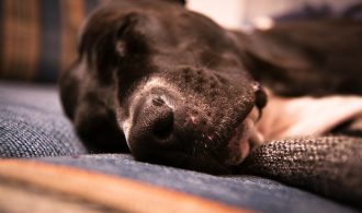 best dog bed for older dog