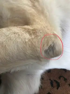 picture of dog's calloused elbow. Very common in large breed dogs and caused by abrasion against material when standing.
