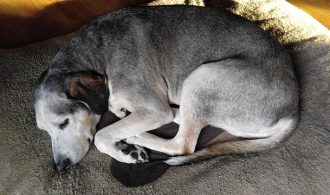 how to get dog pee out of a foam bed