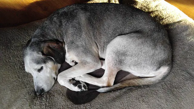 Removing Dog Pee from a Foam Mattress: (Wet or Dry) Senior Dog Days