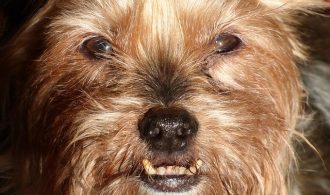 are dogs too old to get their teeth cleaned