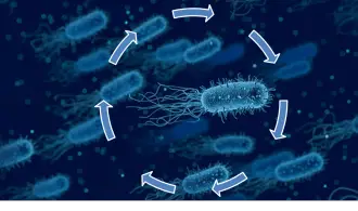 stages of parvo that a dog suffering from parvovirus will go through