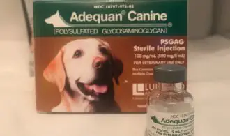 Adequan Canine Reviews Senior Dog Days My 1 Concern
