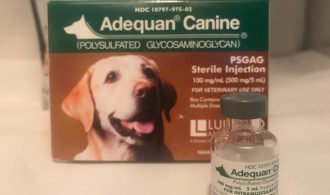 image of bottle of injectable adequan canine