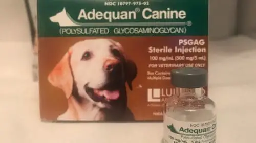 image of bottle of injectable adequan canine