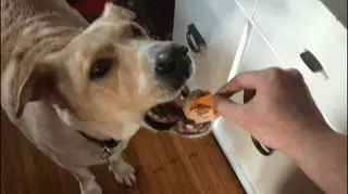 image of large dog eating treats made with a brand of peanut butter that is safe for dogs. 