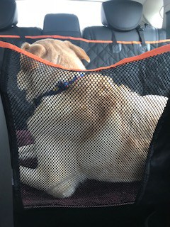 image shows my dog in his dog hammock in the back seat.