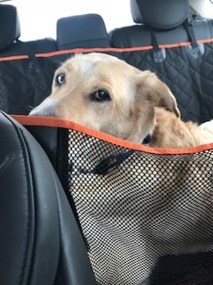 this image shows the suv seat hammock we love and use when traveling with our big dog.