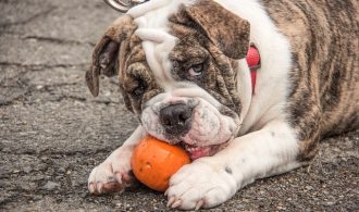 vegetables to add to dog food image of dog eating squash