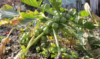 image of brussel sprouts in garden where dogs might be tempted to eat them