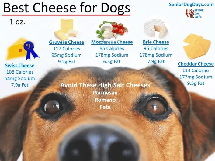 can dogs eat cheddar cheese? this is an info graphic that ranks 5 cheeses you can safely feed a dog in moderation. Swiss, Gruyere, Mozzarella, Brie and cheddar cheese for dogs.