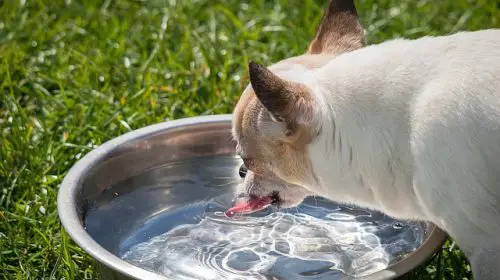 image breath freshener added to dog water bowl