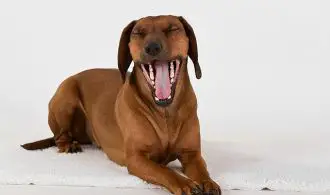 Can you give a dog mouthwash image showing dog breath and teeth