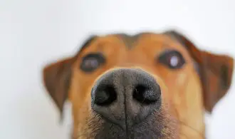 image shows dogs rough nose and suggests use of snout soother or vitamin e to relieve the dog's chapped nose