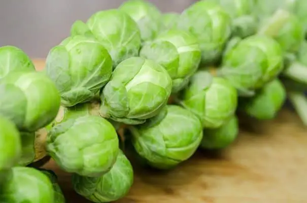 image shows brussel sprouts on a stalk that dogs might eat if left unattended