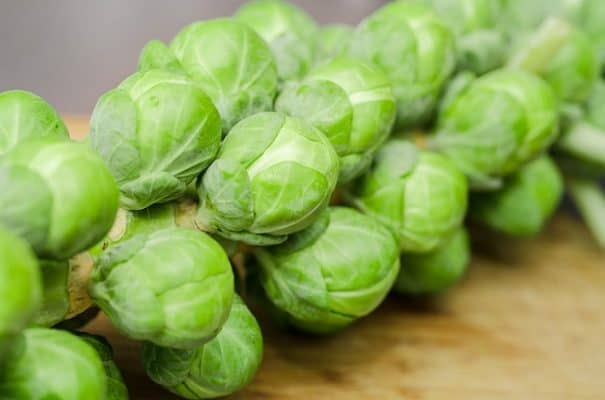 image shows brussel sprouts on a stalk that dogs might eat if left unattended