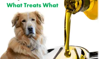 image cbd vs. hemp vs. hemp seed oil for dogs.