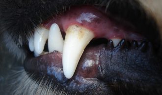 waterpik for dogs teeth