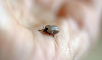 can ticks jump from a dog to a human