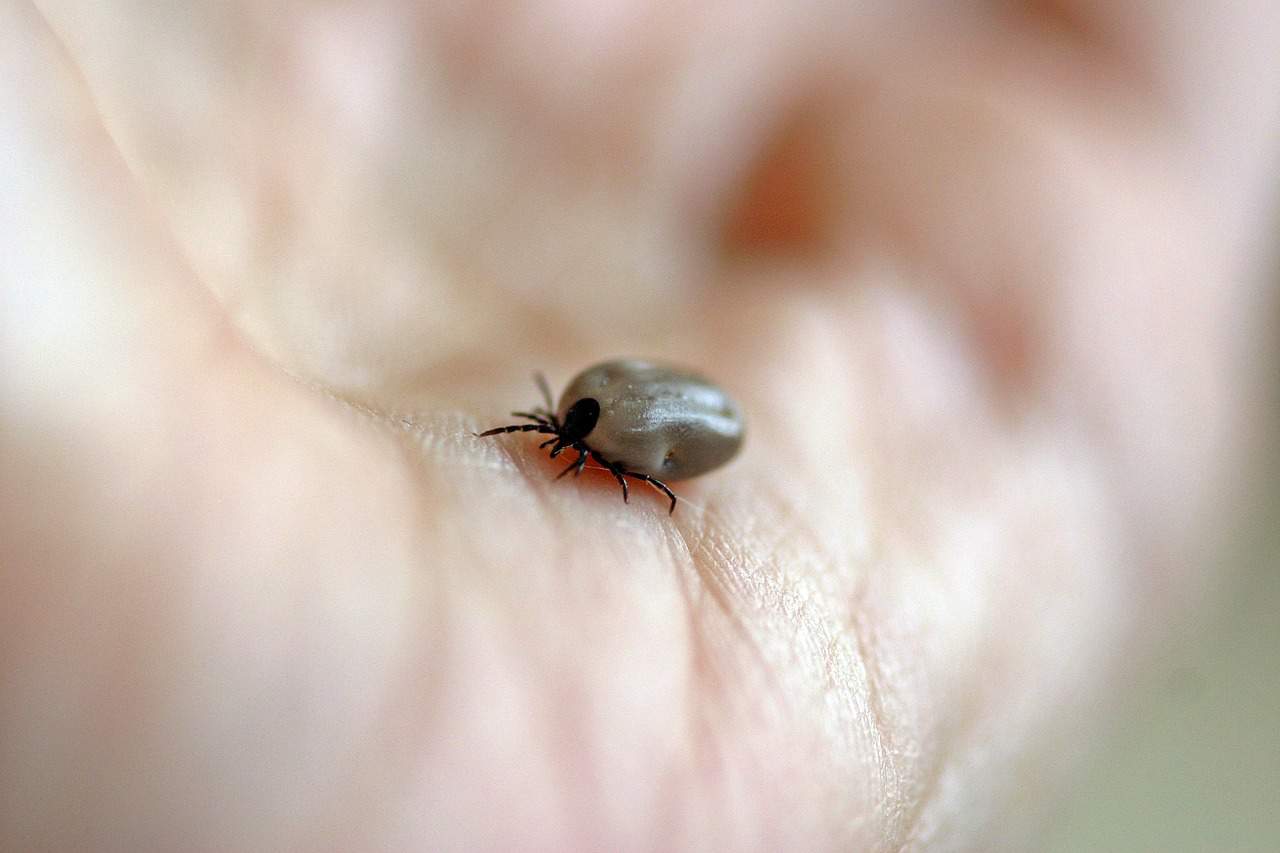 Do Ticks Jump From Dog To Human Jump Fly Crawl How Ticks Move Do Ticks Jump From Dog To Human Jump Fly Crawl How Ticks Move