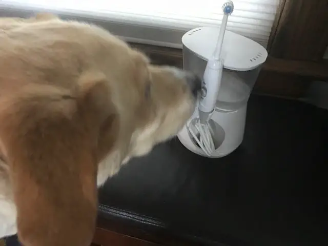image shows dog sniffing a waterpik before teeth cleaning