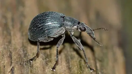 Do ticks have wings. The poplar weevil has wings and is often mistaken for a tick.  They look extremely similar.