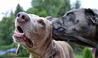 image showing dog cleaning each other's ears.