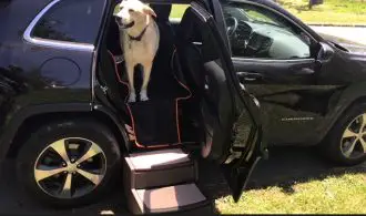 Stairs for dogs to get in car