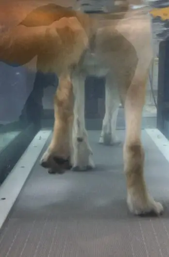 cbd helps dogs during treadmill therapy